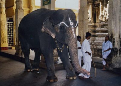 Süd-Indien, Tempelelefant