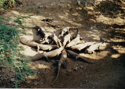 Komodo 1993, Warane