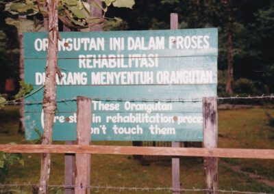 Sumatra 1999, Bukit Lawang, Orang Utan Rehabilitationszentrum