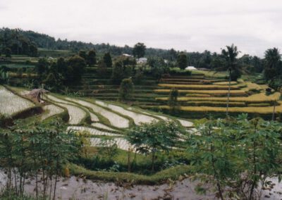 Sumatra 1999, Reisterrassen