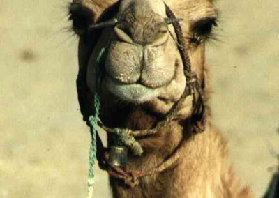 Rajasthan 2001, Kamel in der Wüste Thar