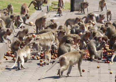Thailand 2019, Lopburi, Affen werden gefüttert