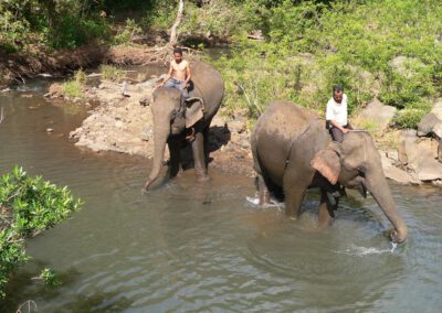 Kambodscha 2013, Elefanten bei Phulung