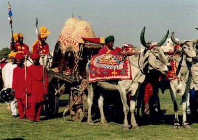 Rajasthan 2001, Jaipur, Ochsen beim Elephant Festival