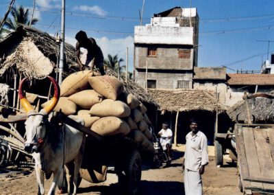 Süd-Indien 2004, Madurai, Ochsenkarren mit Säcken
