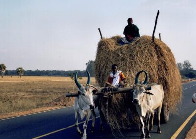 Süd-Indien 2004, Ochsengespann