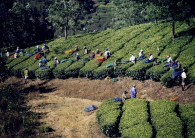Süd-Indien 2004, Teeplantagen bei Munnar